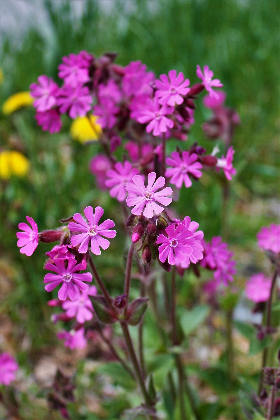 Red Catchfly