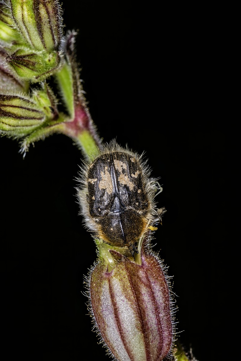 Red Catchfly photo 2