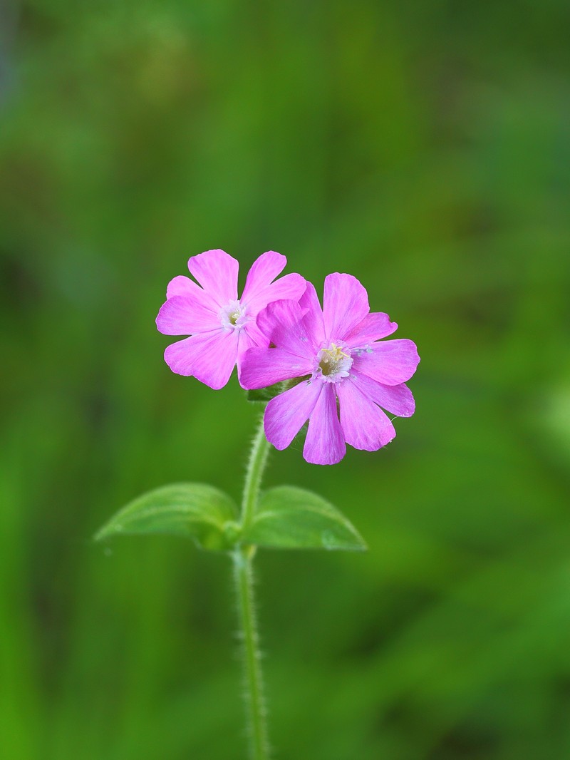 Red Catchfly photo 3