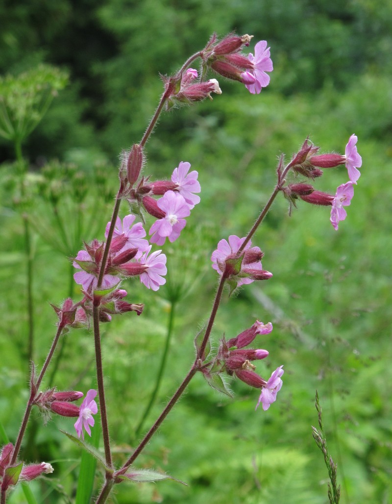 Red Catchfly photo 4