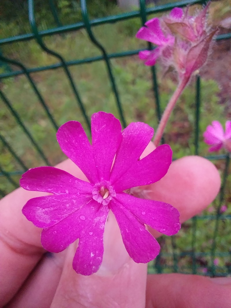 Silene dioica subsp. dioica