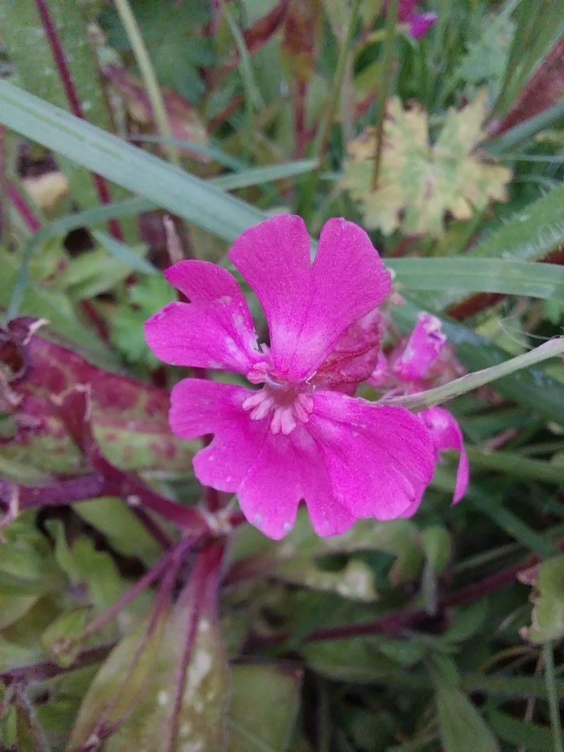 Silene dioica subsp. dioica photo 2