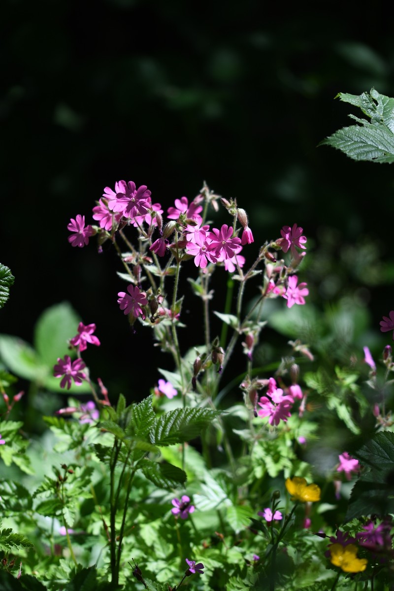 Silene dioica subsp. dioica photo 3