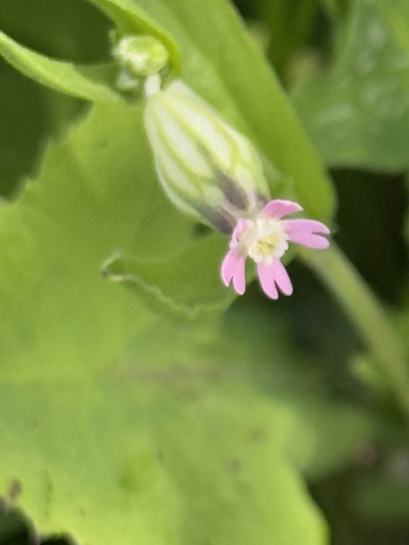 Silene diversifolia subsp. bergiana