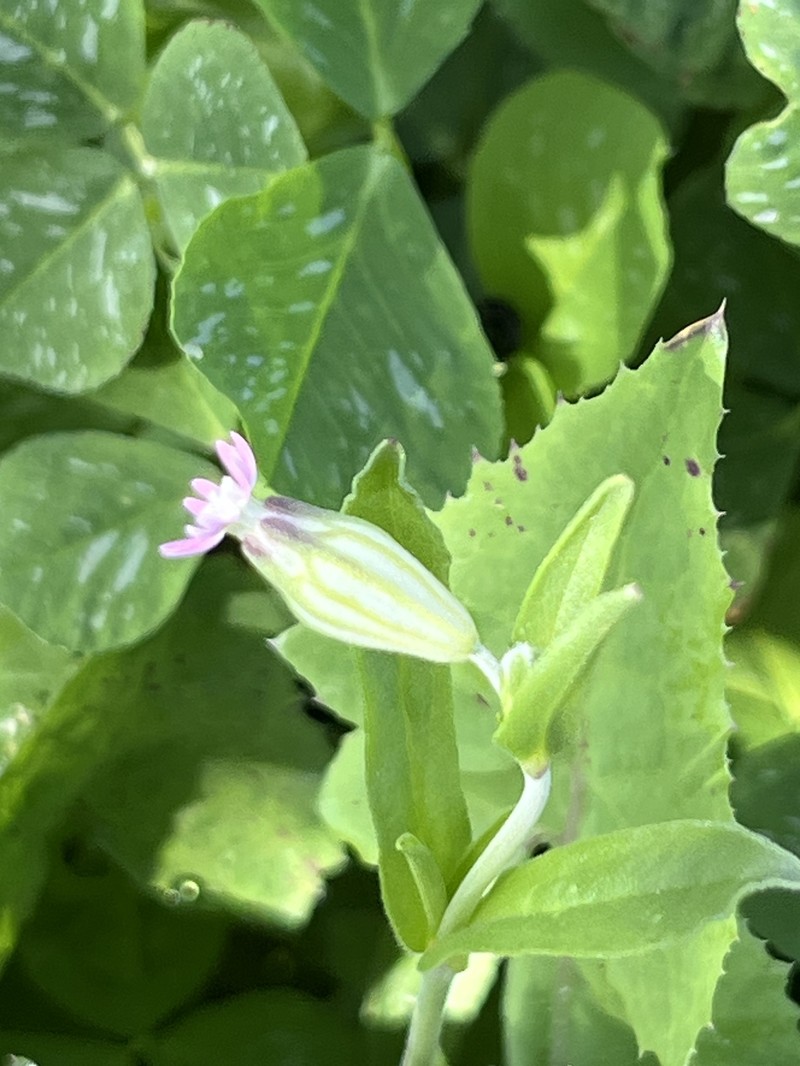 Silene diversifolia subsp. bergiana photo 2