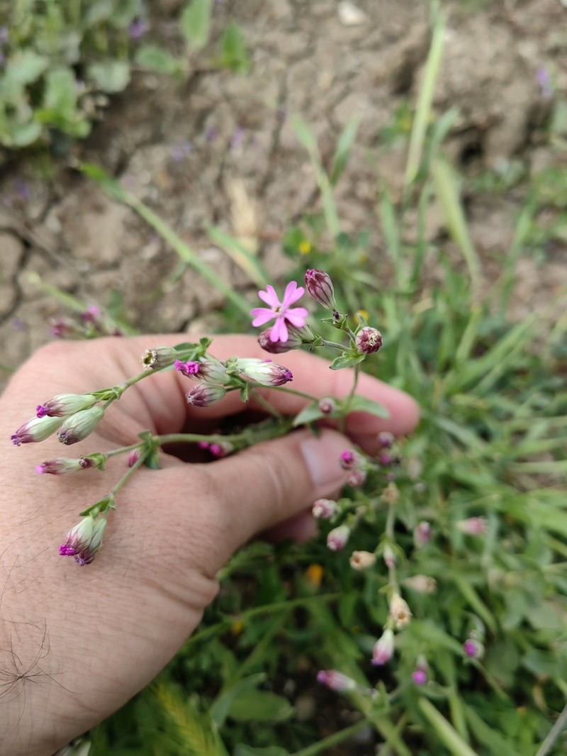 Silene diversifolia subsp. bergiana photo 3