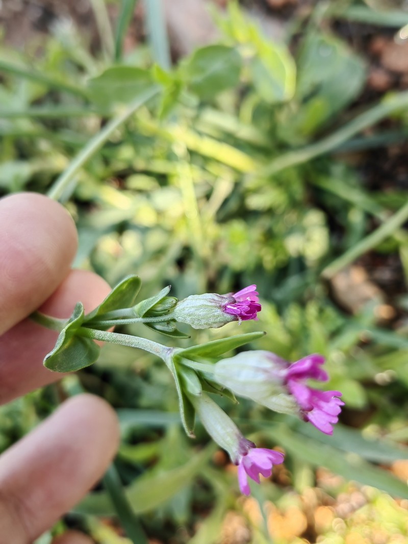 Silene diversifolia subsp. bergiana photo 4