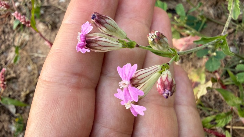 Silene diversifolia subsp. diversifolia