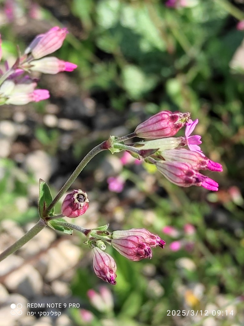 Silene diversifolia subsp. diversifolia photo 2