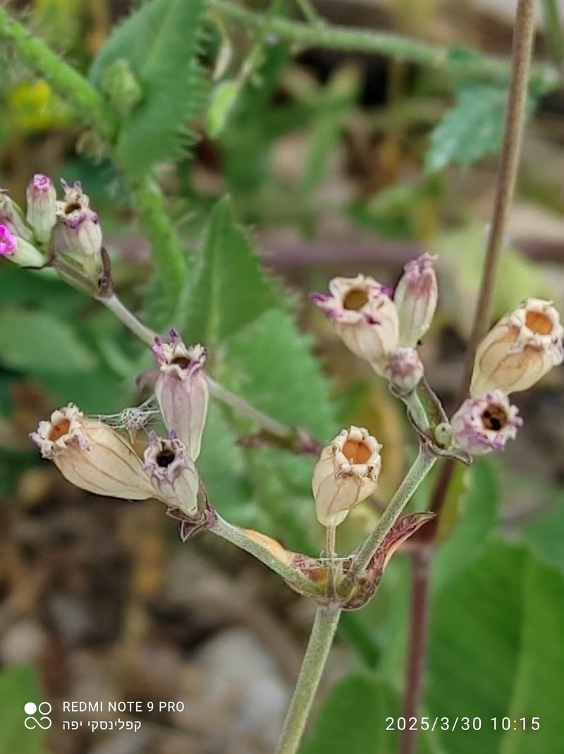Silene diversifolia subsp. diversifolia photo 3