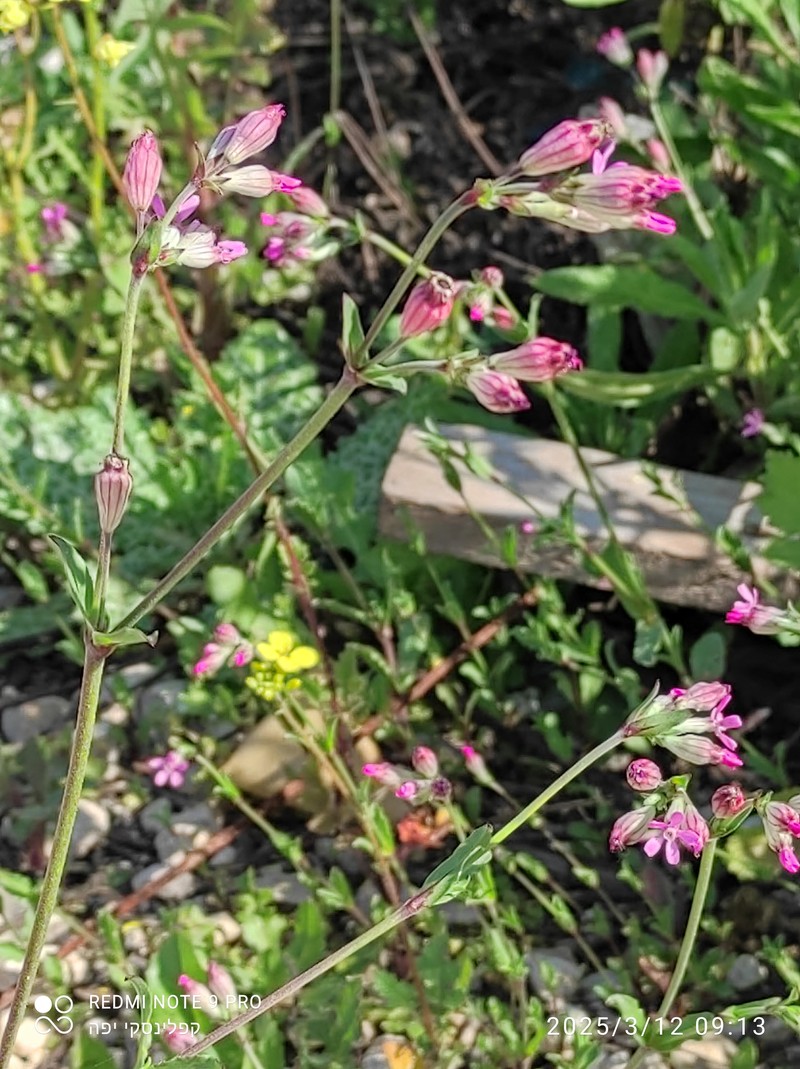 Silene diversifolia subsp. diversifolia photo 4