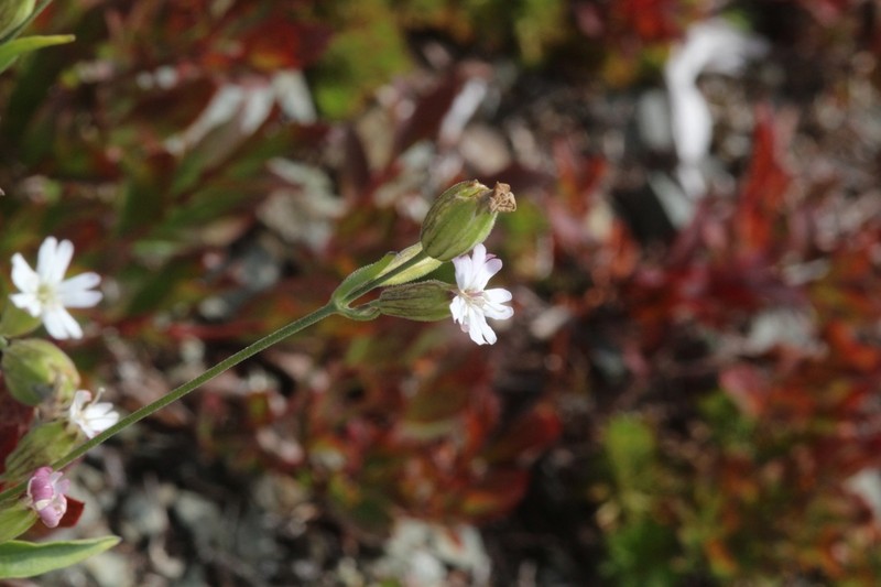 Douglas's Catchfly photo 2