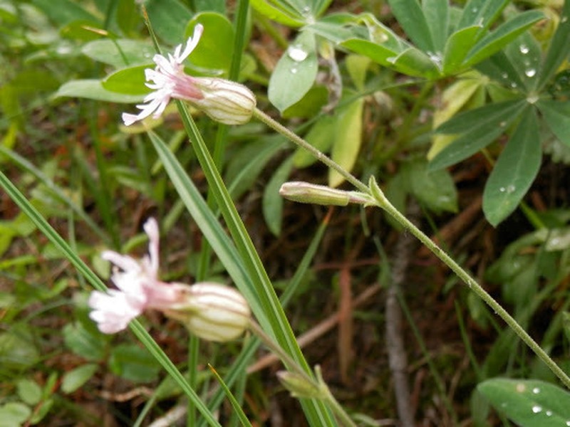 Douglas's Catchfly photo 3