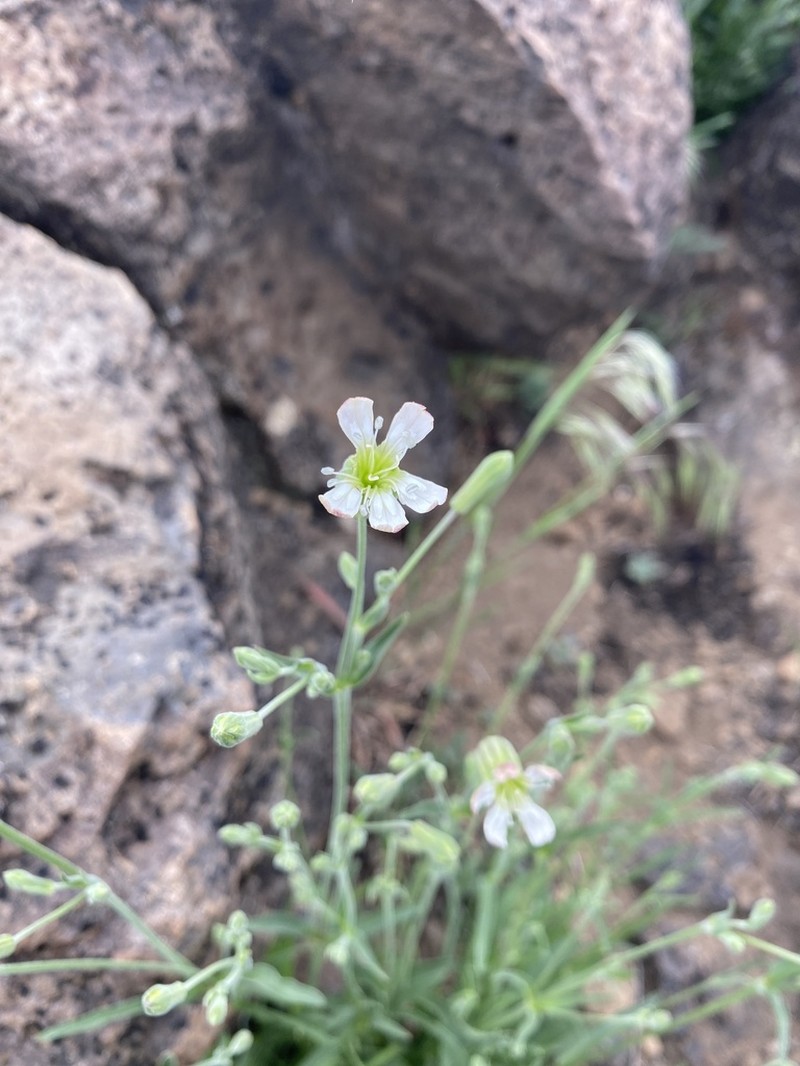Douglas's Catchfly photo 4