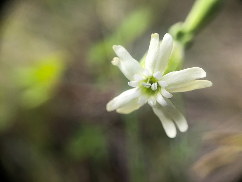 Douglas's Catchfly photo 5
