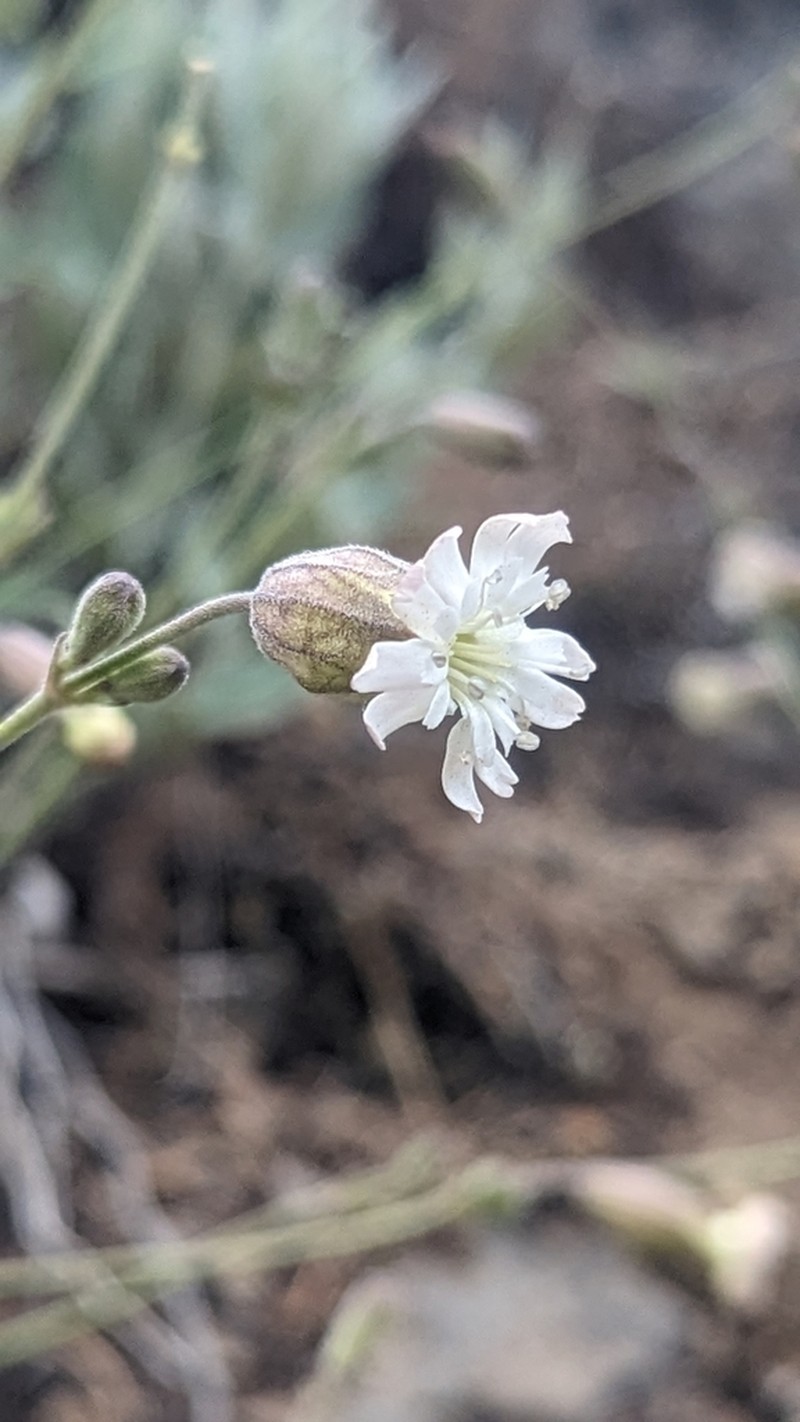 Douglas's Catchfly photo 6