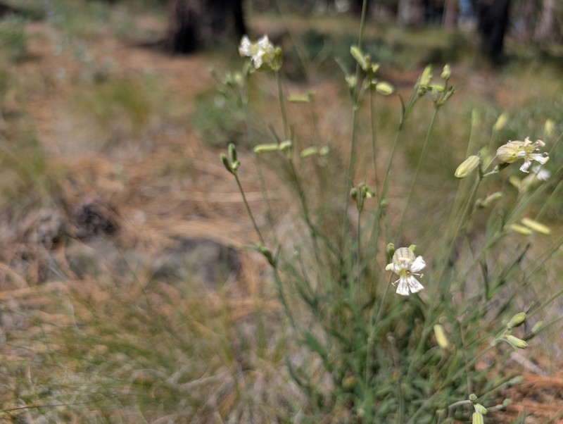 Douglas's Catchfly photo 7