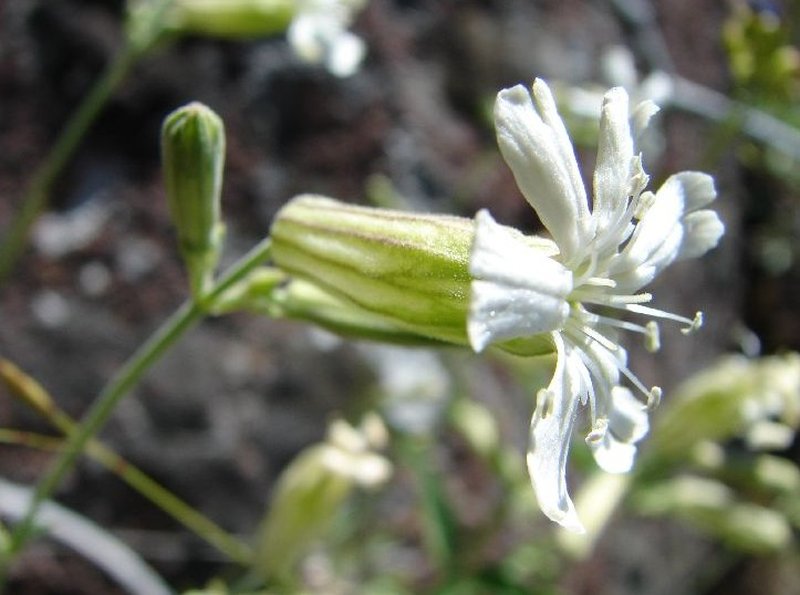 Douglas's Catchfly