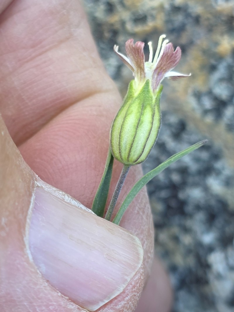 Silene douglasii var. douglasii