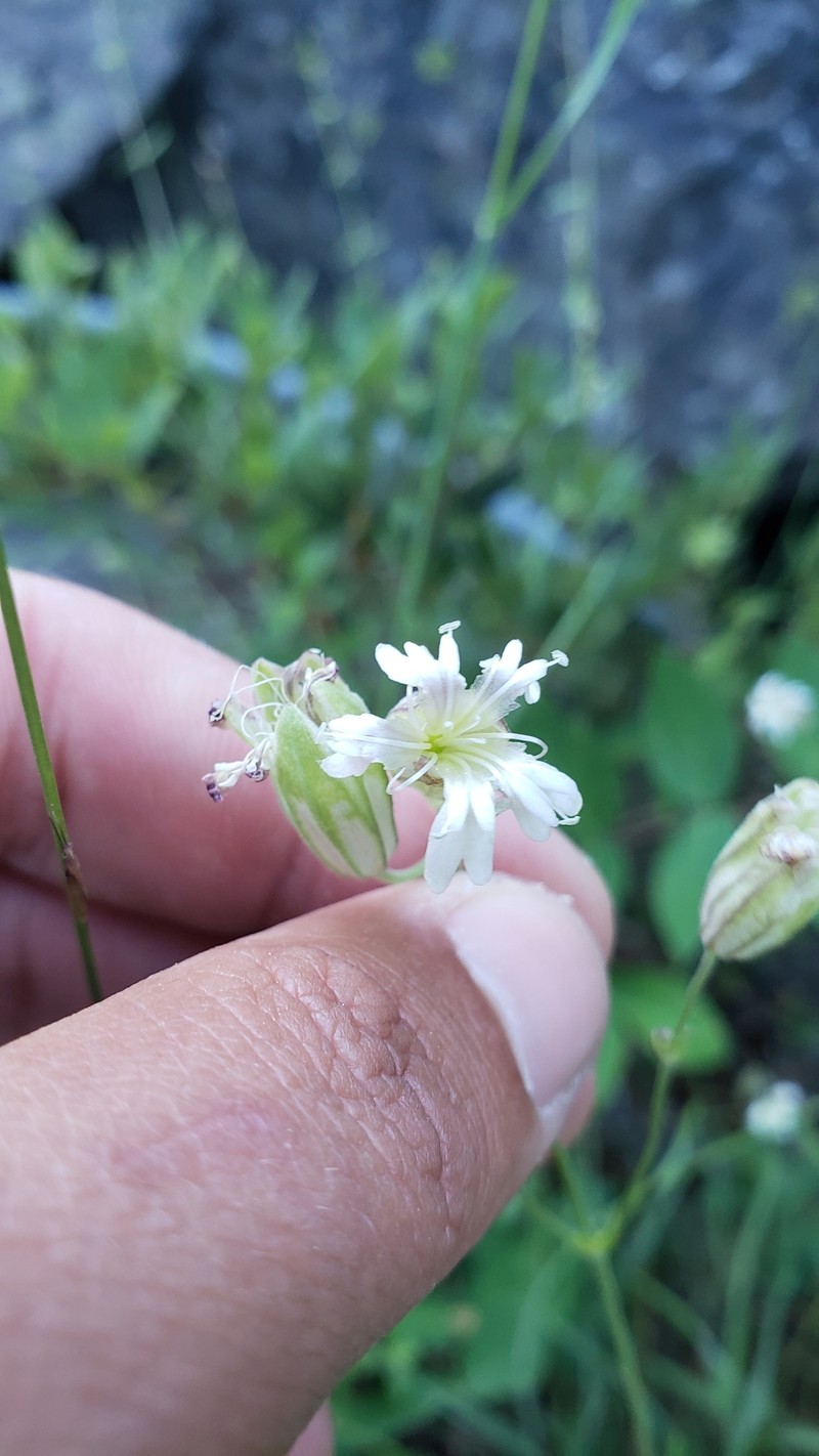Silene douglasii var. douglasii photo 2