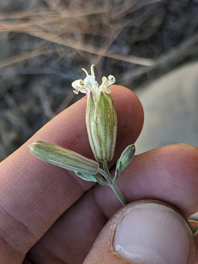 Silene douglasii var. douglasii photo 3