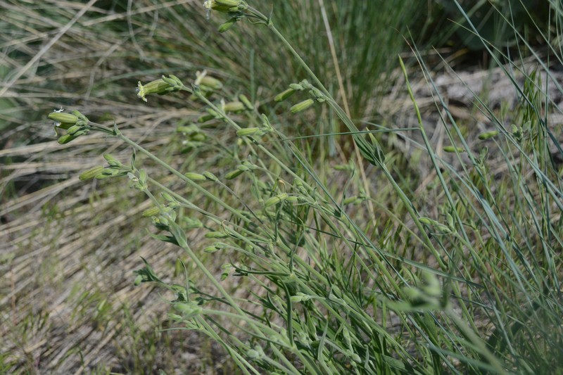 Silene douglasii var. douglasii photo 4
