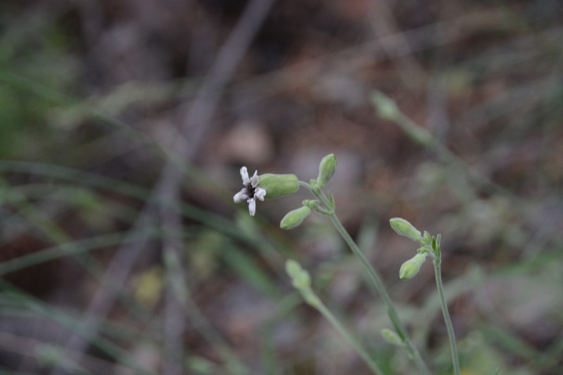 Silene douglasii var. douglasii photo 5