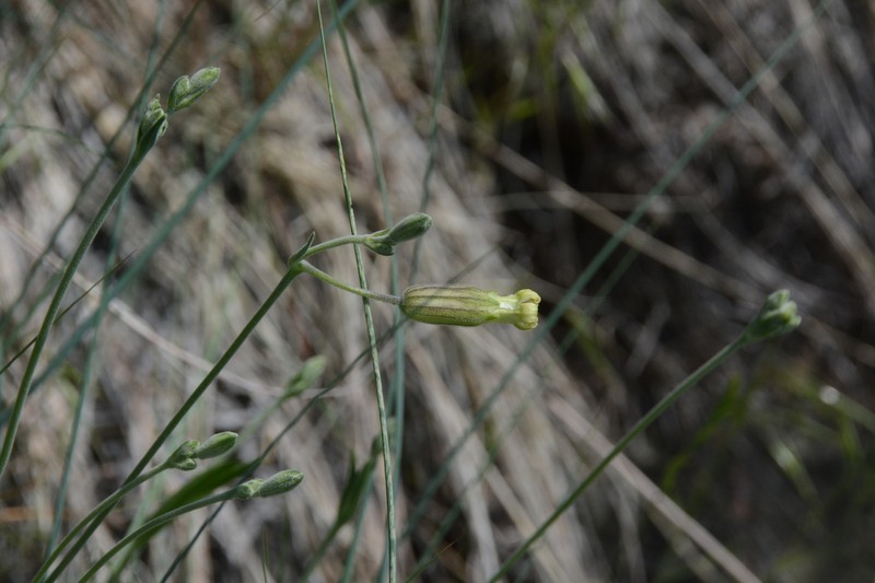Silene douglasii var. douglasii photo 6