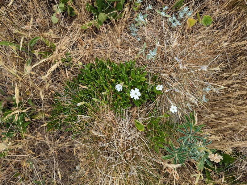 Silene douglasii var. oraria