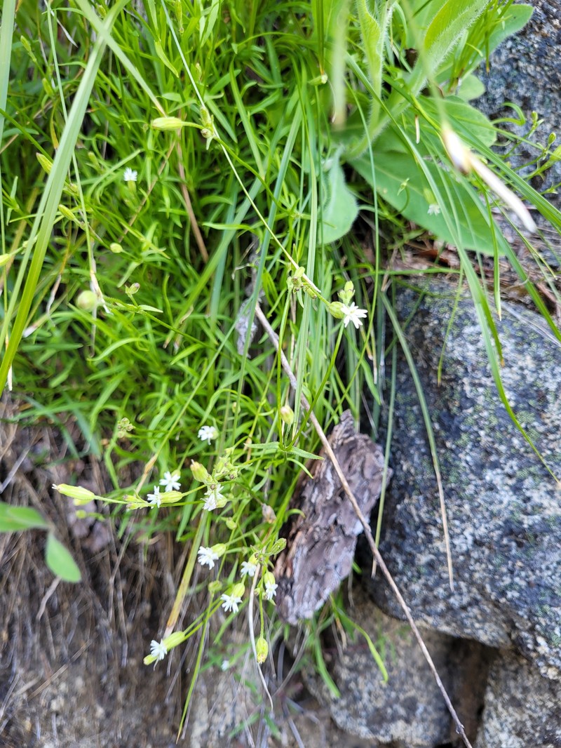 Silene douglasii var. rupinae