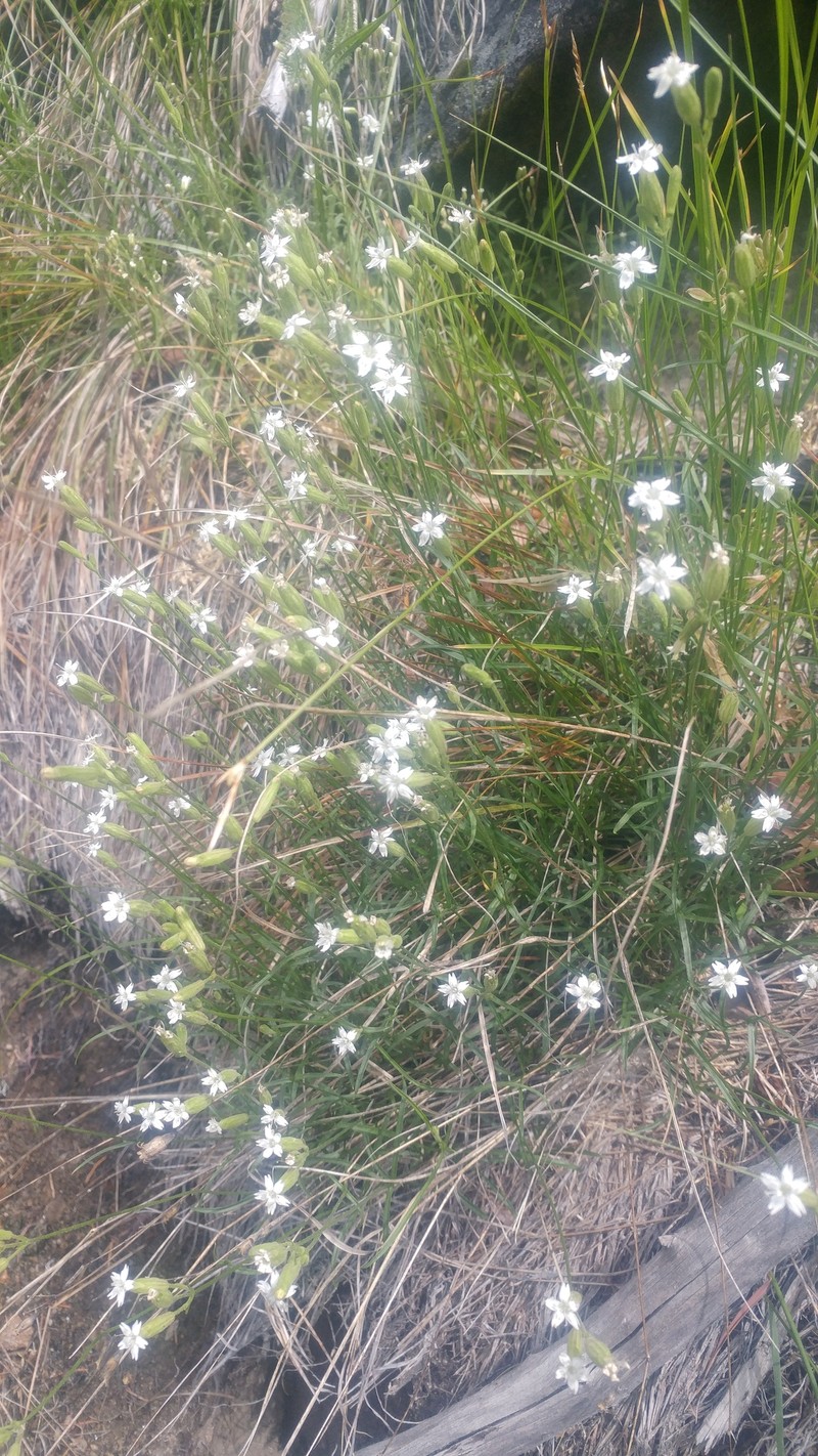 Silene douglasii var. rupinae photo 2