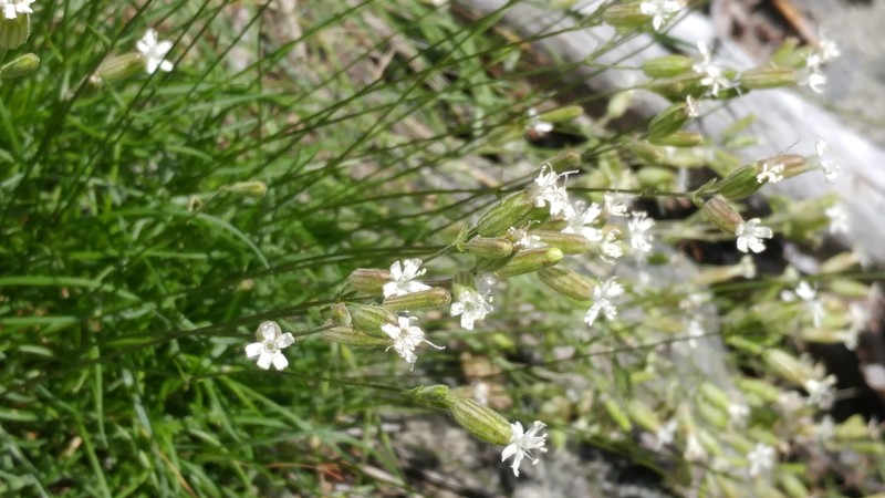 Silene douglasii var. rupinae photo 3