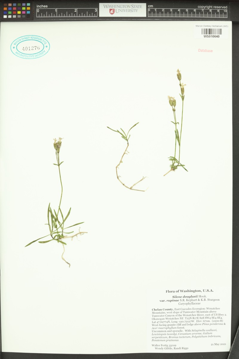 Silene douglasii var. rupinae photo 4