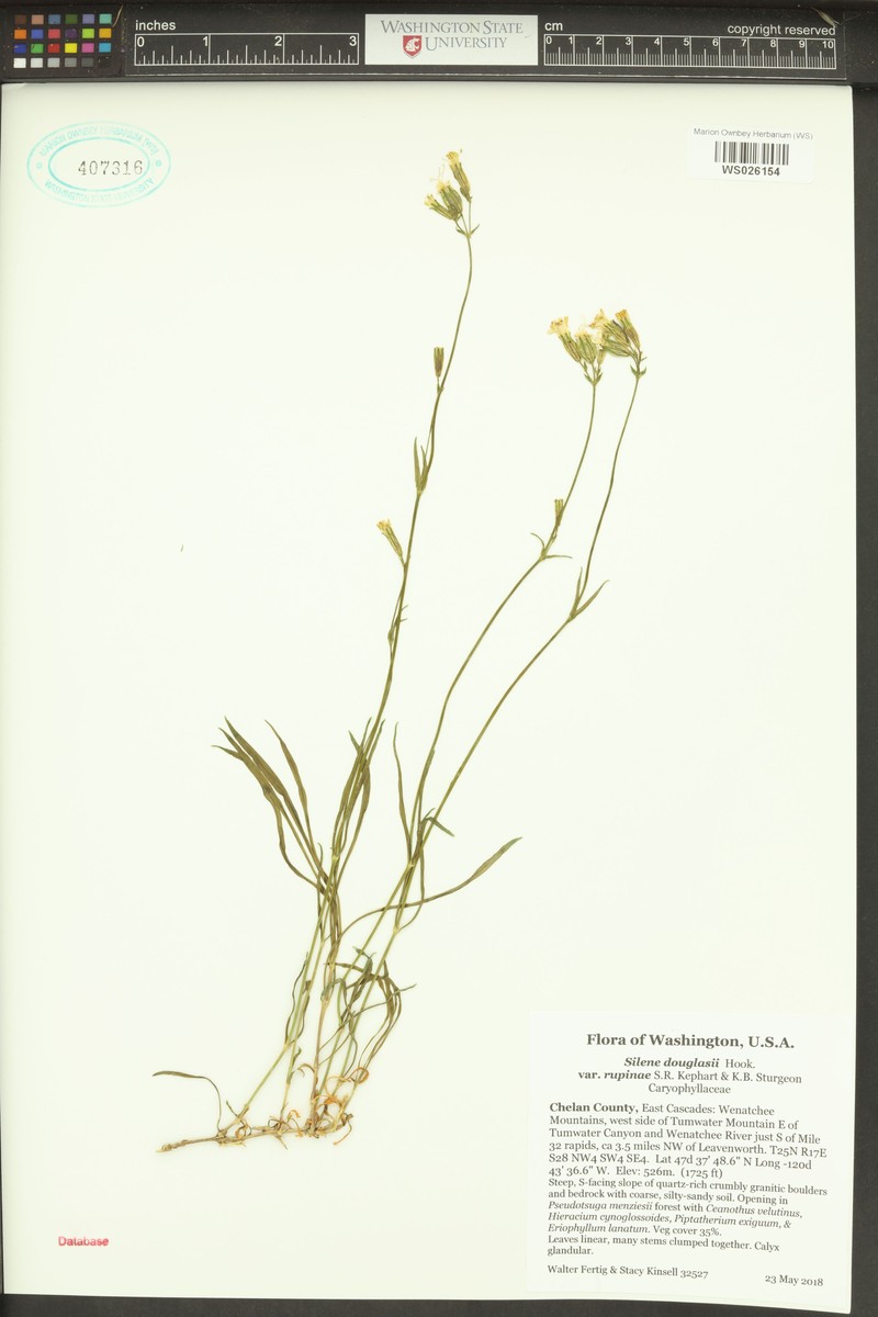Silene douglasii var. rupinae photo 5