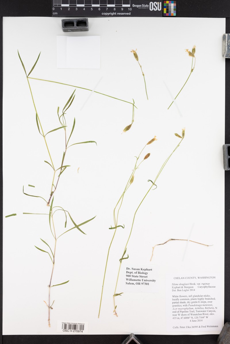 Silene douglasii var. rupinae photo 6