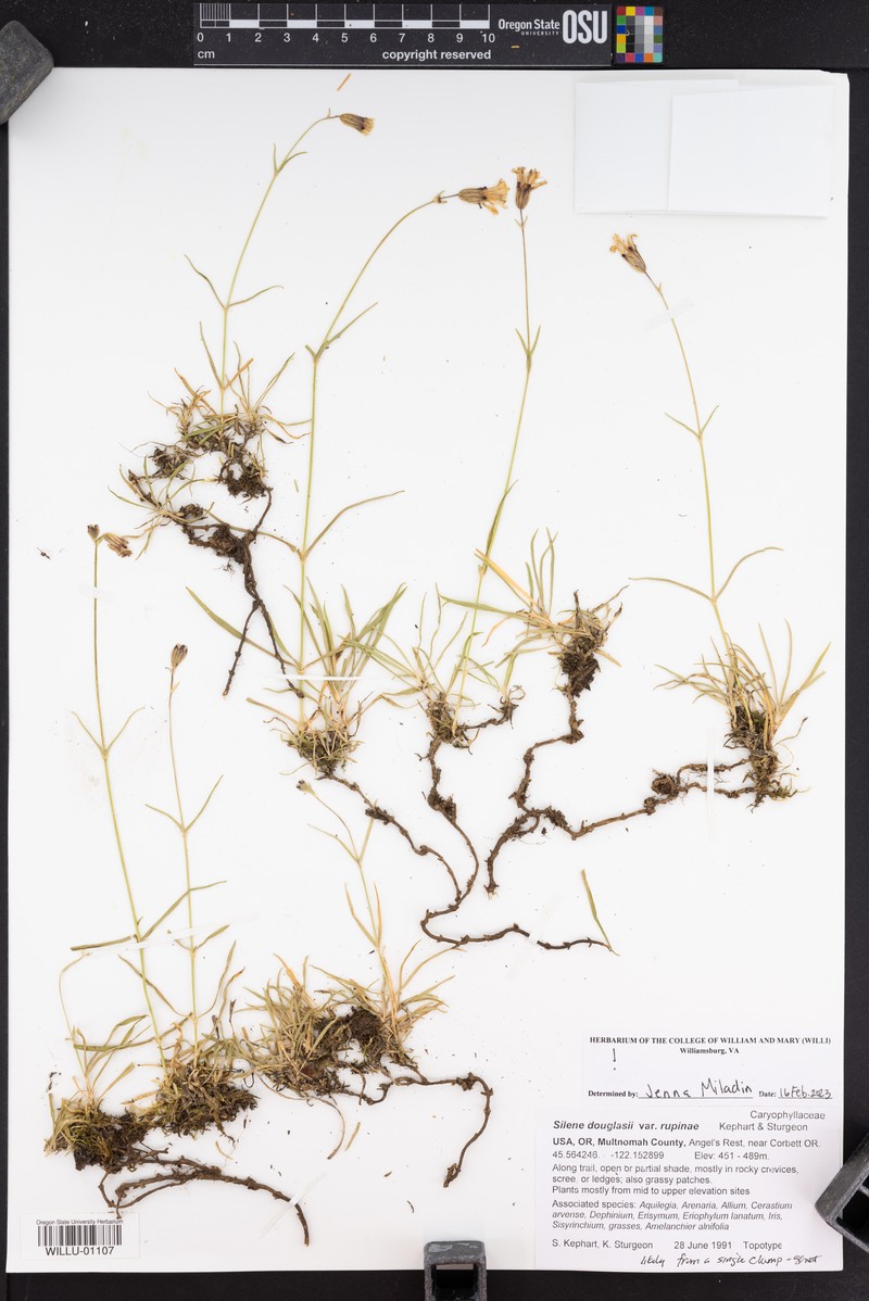 Silene douglasii var. rupinae photo 7
