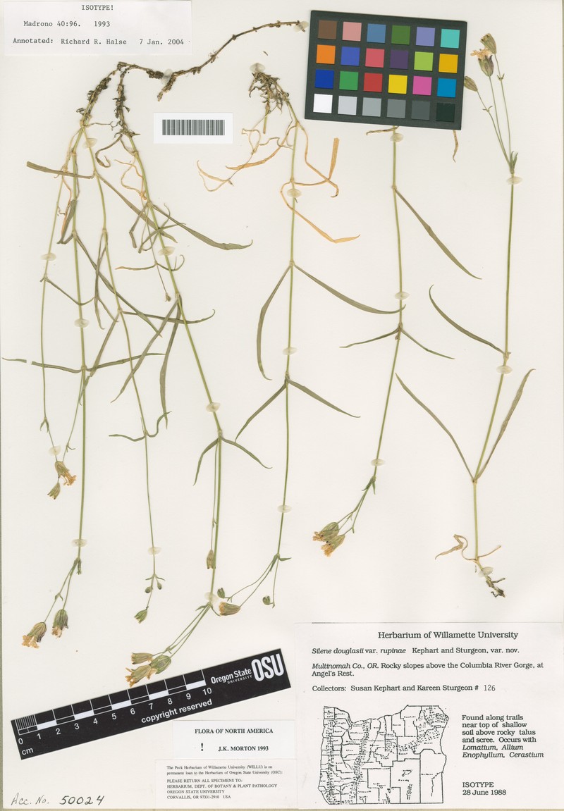 Silene douglasii var. rupinae photo 8