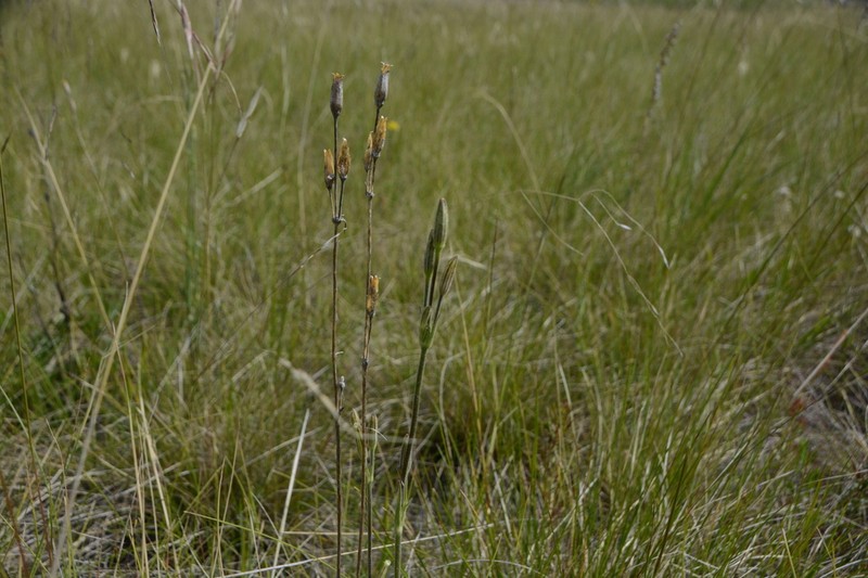 Drummond's Campion