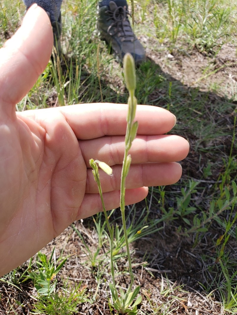 Drummond's Campion photo 2