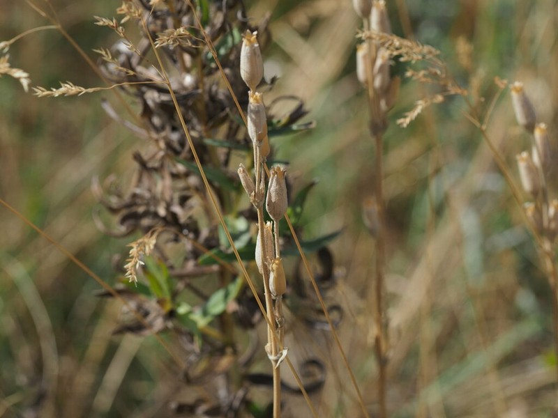 Drummond's Campion photo 3