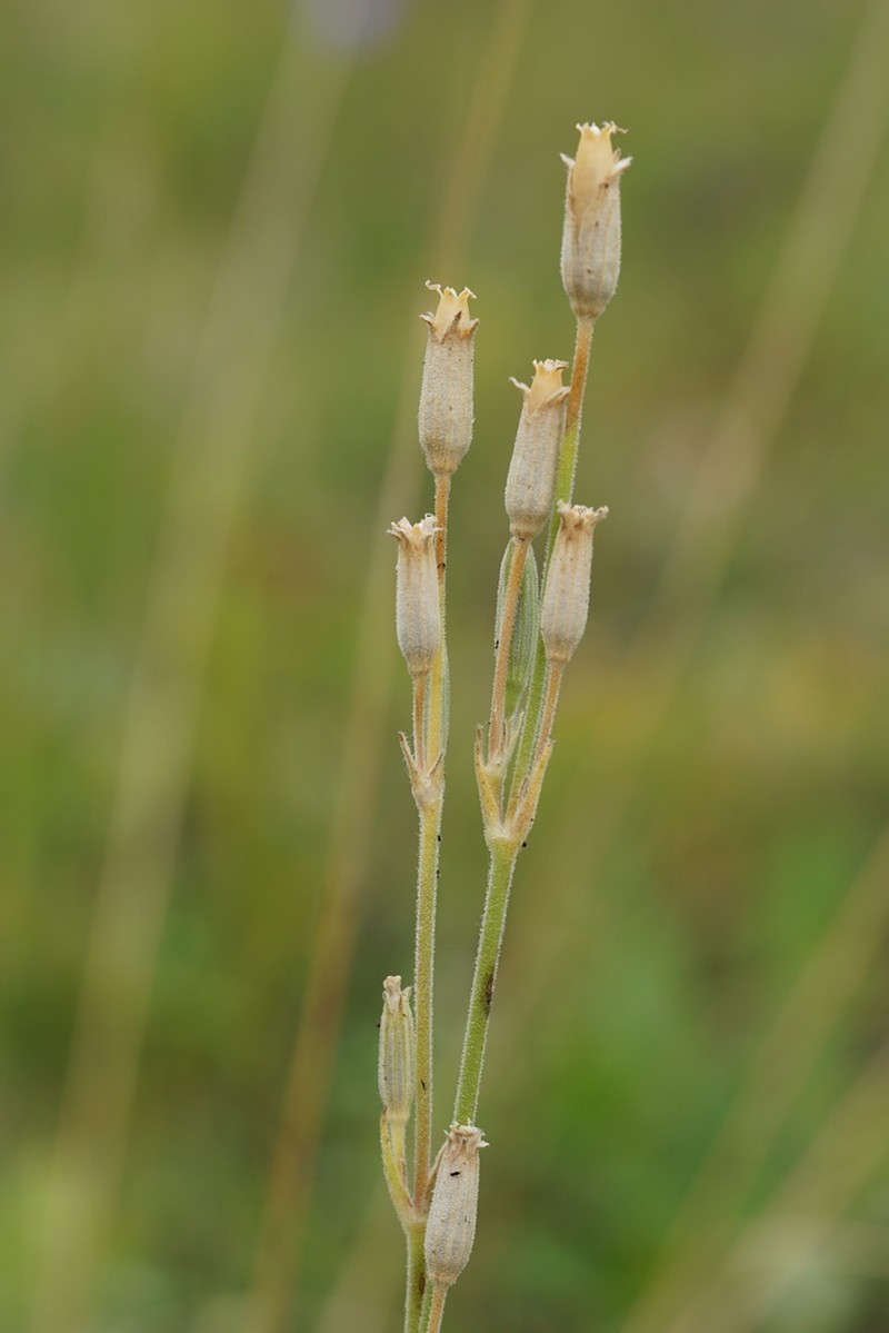 Drummond's Campion photo 5