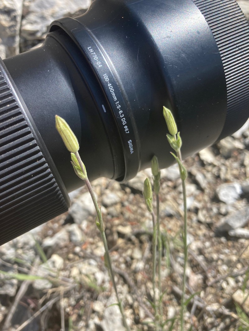 Drummond's Campion photo 6