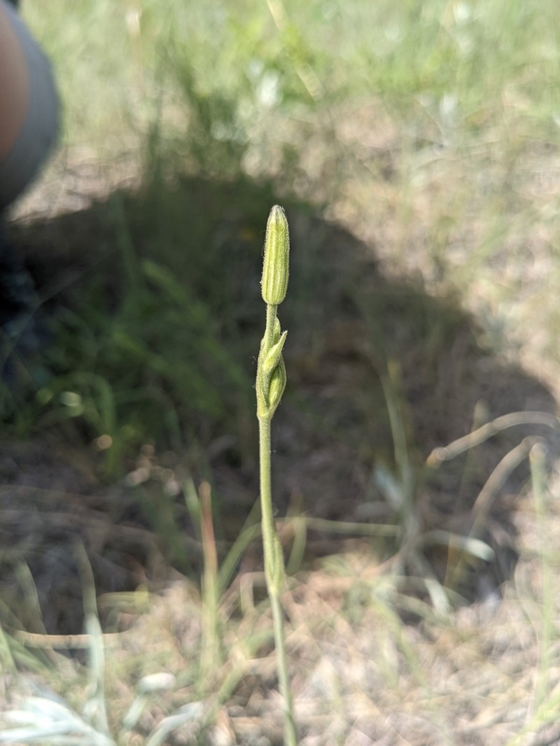Drummond's Campion photo 7