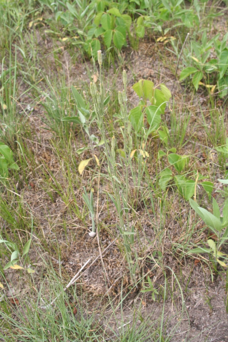 Silene drummondii subsp. drummondii