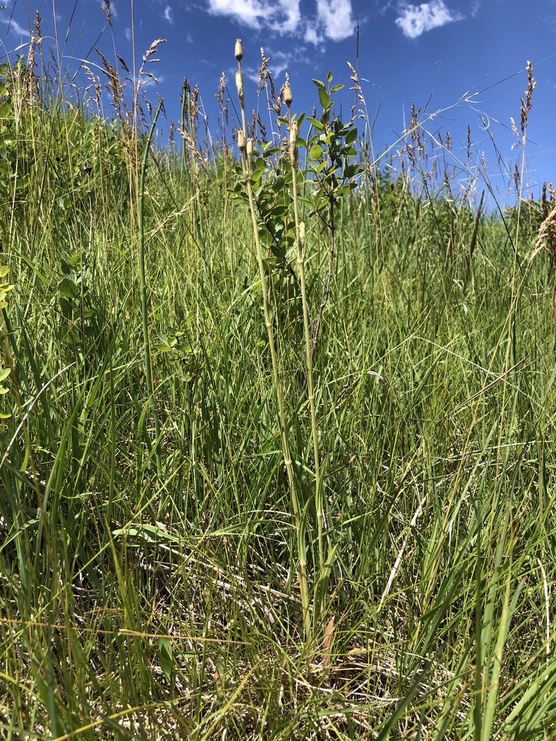 Silene drummondii subsp. drummondii photo 2