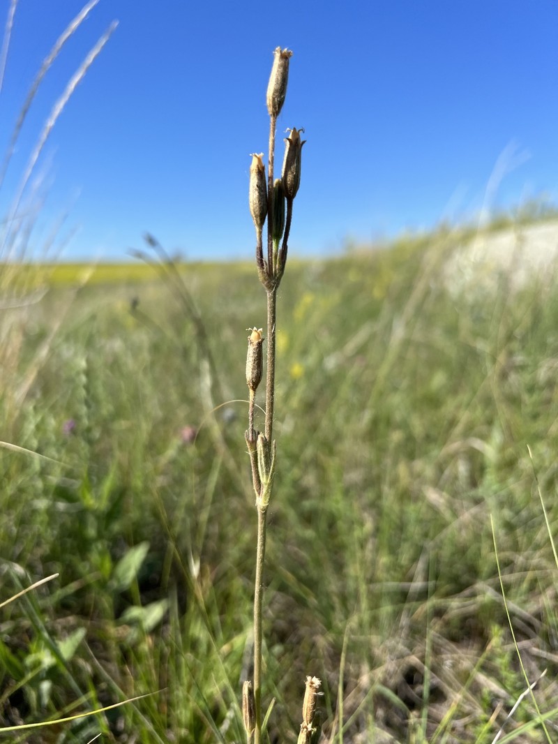 Silene drummondii subsp. drummondii photo 3