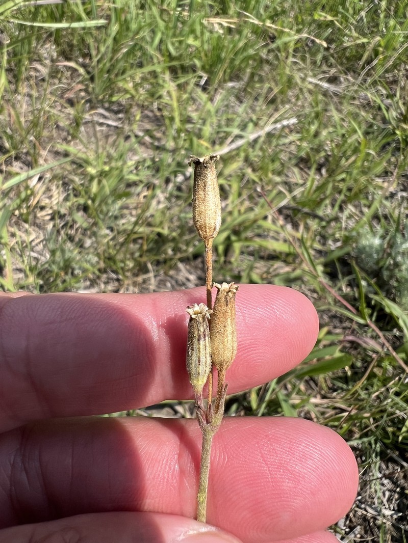Silene drummondii subsp. drummondii photo 4