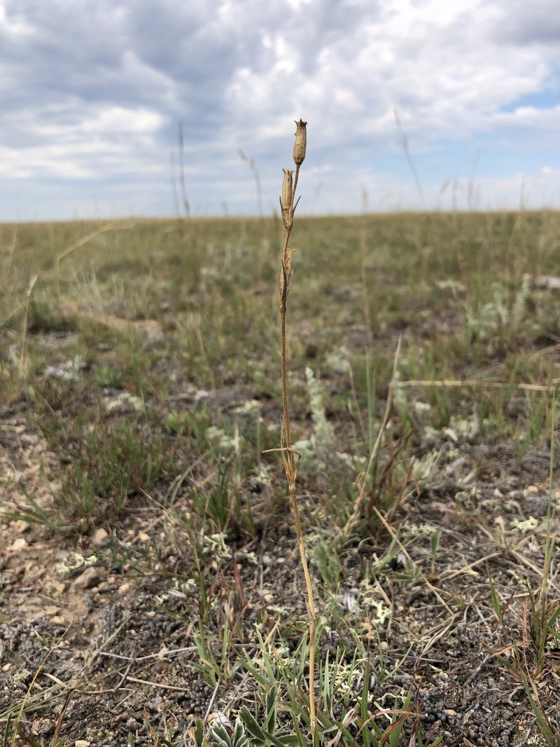 Silene drummondii subsp. drummondii photo 6