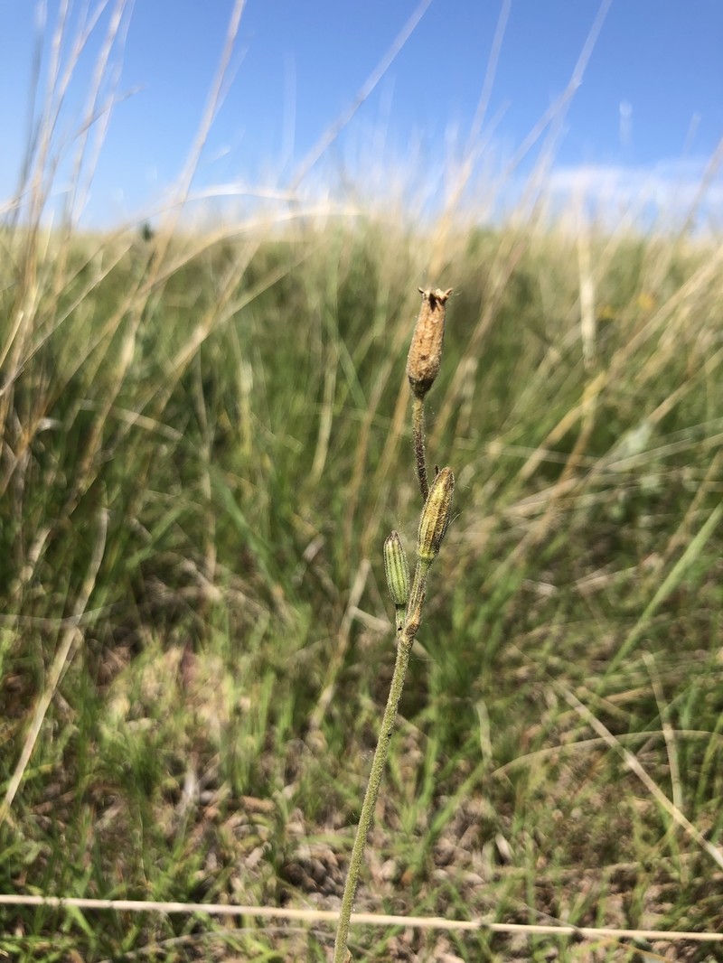 Silene drummondii subsp. drummondii photo 8