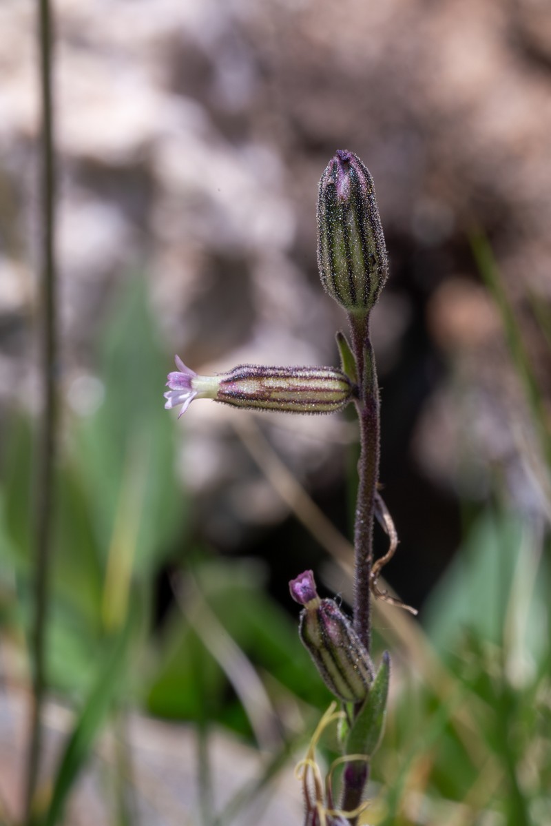 Silene drummondii subsp. striata